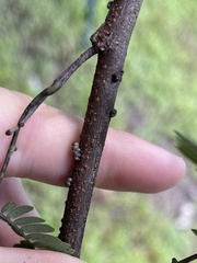 Paratachardina pseudolobata