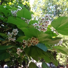 Catalpa