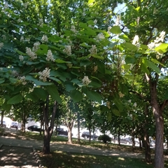 Catalpa