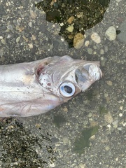 Trachipterus altivelis