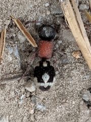 Ronisia barbarula