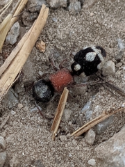 Ronisia barbarula