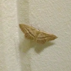 Idaea mediaria