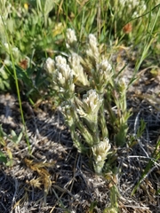 Castilleja nana