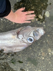 Trachipterus altivelis