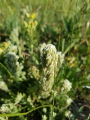 Castilleja nana