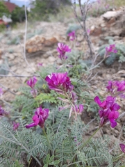 Hedysarum tauricum
