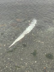 Trachipterus altivelis