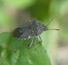 Hymenarcys nervosa