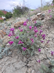 Hedysarum tauricum