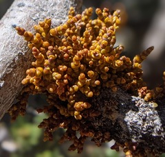 Arceuthobium cyanocarpum