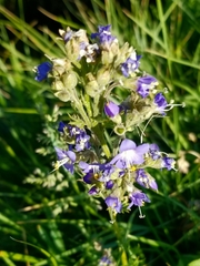 Polemonium occidentale occidentale
