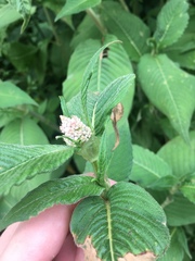 Koenigia campanulata