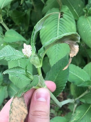 Koenigia campanulata