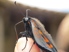 Mimardaris