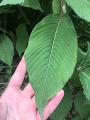 Koenigia campanulata