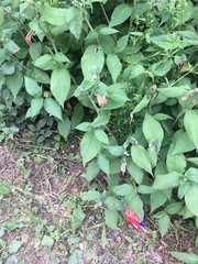 Koenigia campanulata