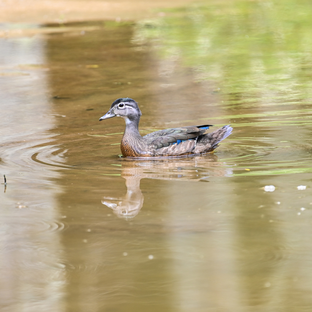 wood-duck-waterfowl-of-ontario-inaturalist