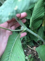 Koenigia campanulata