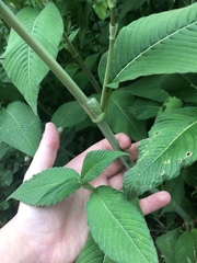 Koenigia campanulata