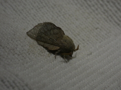 Phyllodesma tremulifolia