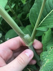 Koenigia campanulata