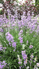 Lavandula angustifolia