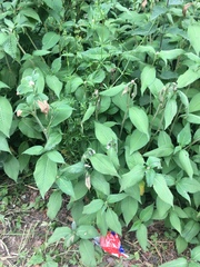 Koenigia campanulata