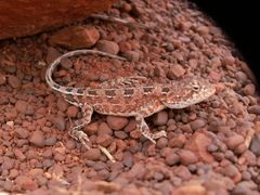 Tympanocryptis centralis