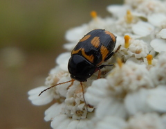 Cryptocephalus anticus