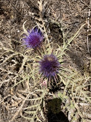 Cynara algarbiensis