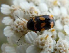 Cryptocephalus anticus