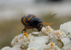 Cryptocephalus anticus