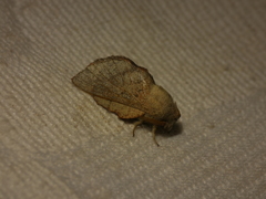 Phyllodesma tremulifolia