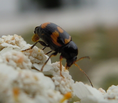 Cryptocephalus anticus