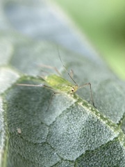 Aphididae