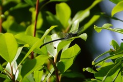 Stenogomphurus rogersi