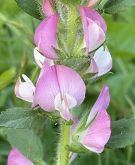 Ononis spinosa hircina
