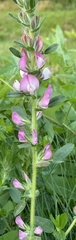 Ononis spinosa hircina