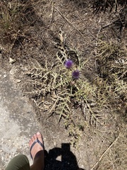 Cynara algarbiensis