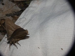 Phyllodesma tremulifolia