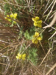 Lomatium papilioniferum