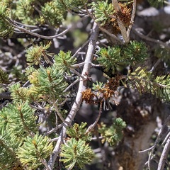 Arceuthobium cyanocarpum