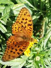 Argynnis adippe