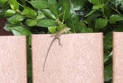 Anolis carolinensis