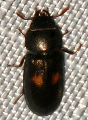 Tenebroides bimaculatus