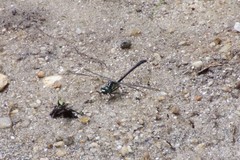 Stenogomphurus rogersi