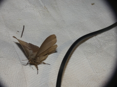 Phyllodesma tremulifolia