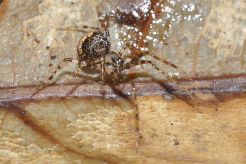 Dviskiautis šeriuotvoris nuotrauka