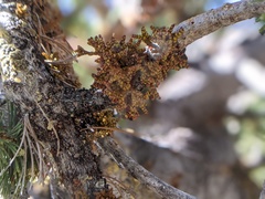 Arceuthobium cyanocarpum